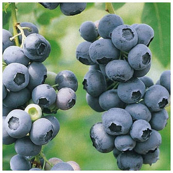 Лохина Чандлер (1 рік)