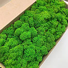 Стабілізований мох Зелений Лайт Ягель Норвезький 500 г Green Ecco Mos, фото 3
