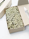 Стабілізований мох Білий Ягель Норвезький 500 г Green Ecco Mos, фото 4