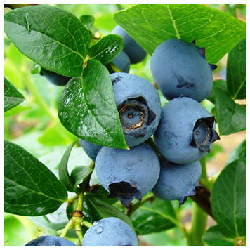 Лохина Елізабет (3 роки)