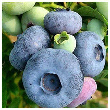 Лохина Патріот (3 роки)