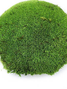 Стабілізований мох Кочка Зелена 500 г Green Ecco Moss