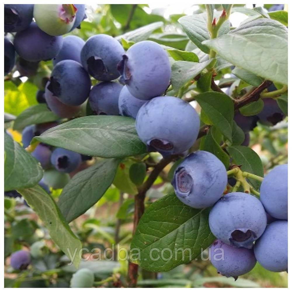 Лохина Блю Голд (2 роки)