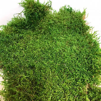 Стабілізований мох Плоский Темно Зелений 100 г Green Ecco Moss