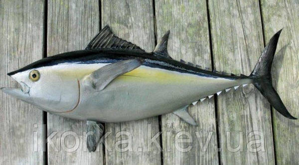 Почему тунец такой дорогой: причины и объяснения