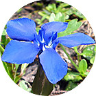 Зображення квітки крапель Баха №4 Centaury (Золототисячник) Зображення Centaury (Золототисячник)