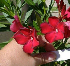 Олеандр вишневий Cherry Star (Чері Стар) кімнатна рослина