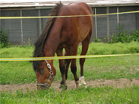 Електрична огорожа для коней
