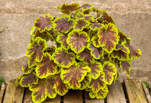Гейхерелла Solar Eclipse 1 рік, Гейхерелла Солар Екліпс, Heucherella Solar Eclipse, фото 1