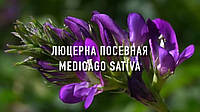ЛЮЦЕРНА ПОСІВНА (Медоносна рослина і для сінокосу)