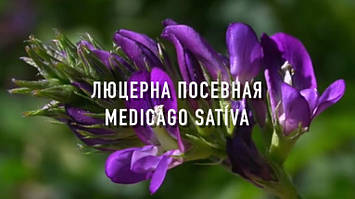 ЛЮЦЕРНА ПОСІВНА (Медоносна рослина і для сінокосу)