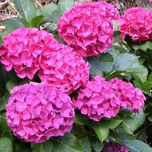 Саджанці Гортензії крупнолистної Хорнлі (Hydrangea macrophylla Hornli) Р9