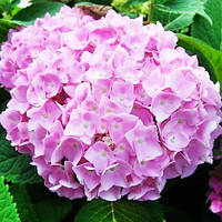 Саженцы Гортензии крупнолистной Эндлесс Саммер (Hydrangea macrophylla Endless Summer Pink) бесконечное лето Р9