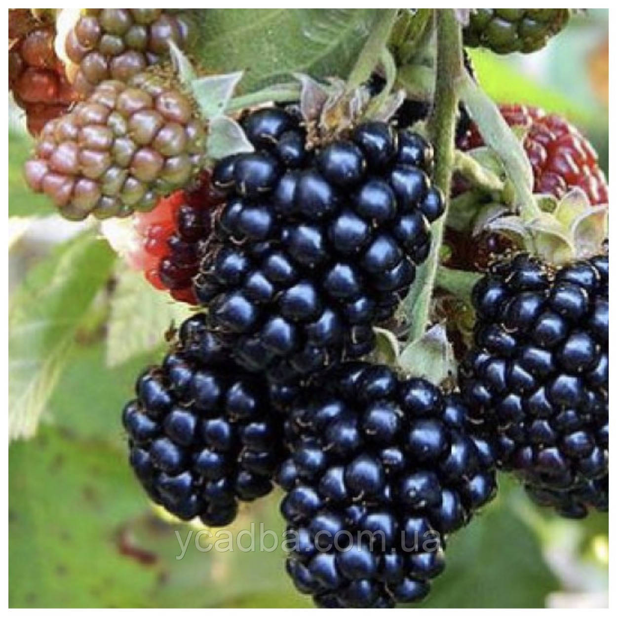 Ожина Лох Мері (середньо-ранній сорт), фото 1