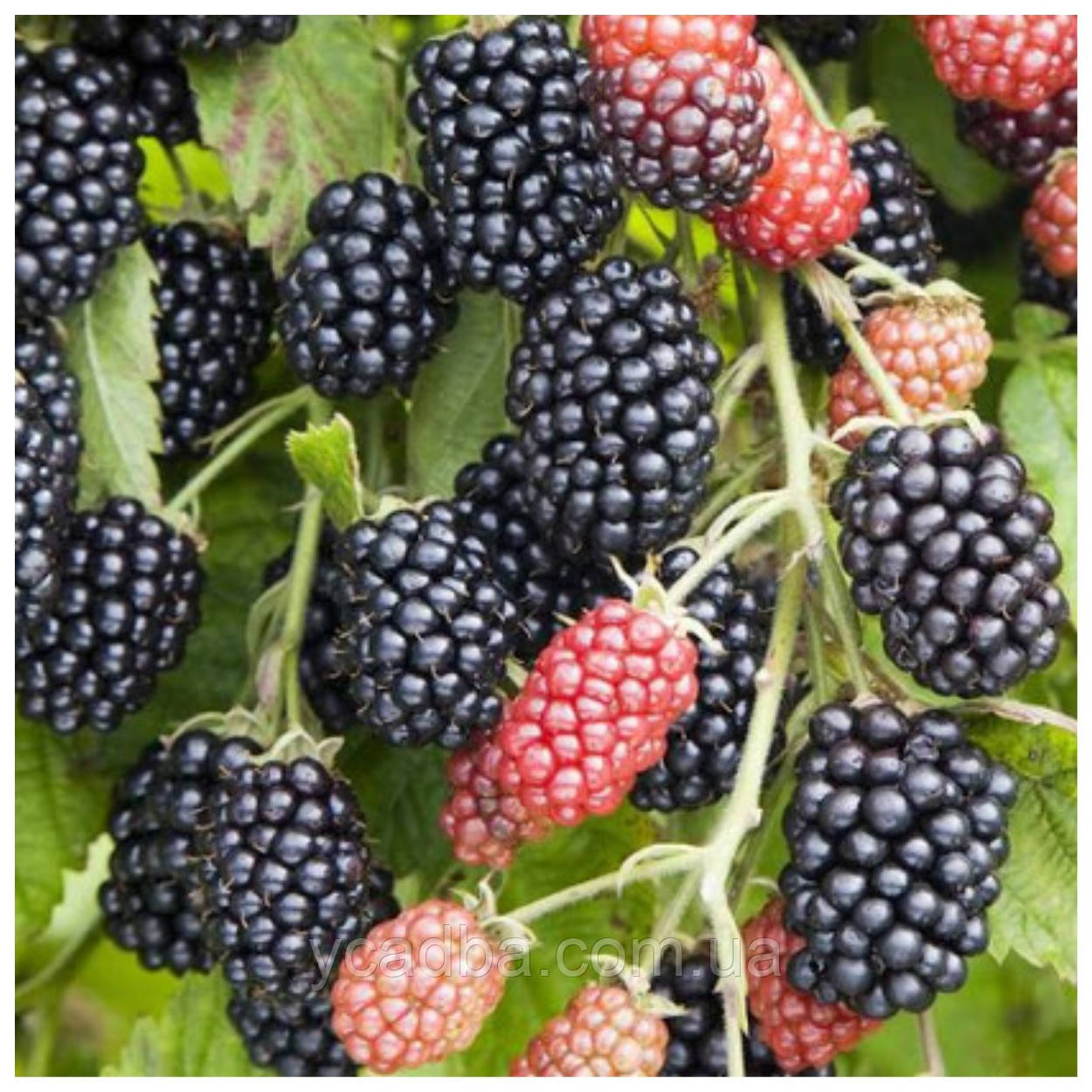 Ожина Лох Нес (середньо-пізній сорт), фото 1