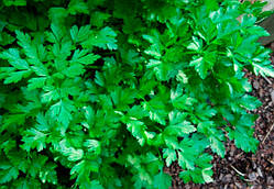 Петрушка листова "Гігантела" (насіння 1 г)