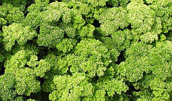 Петрушка курчава "Парамоунт" насіння 1 г (700-900 шт.)