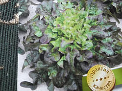 Салат "Червоний Вельвет" насіння 0,3 г