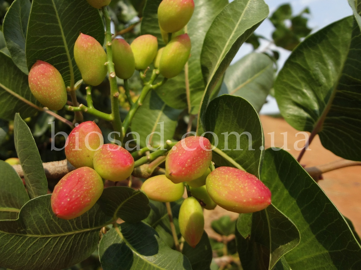 Ogizda berushka fohisha