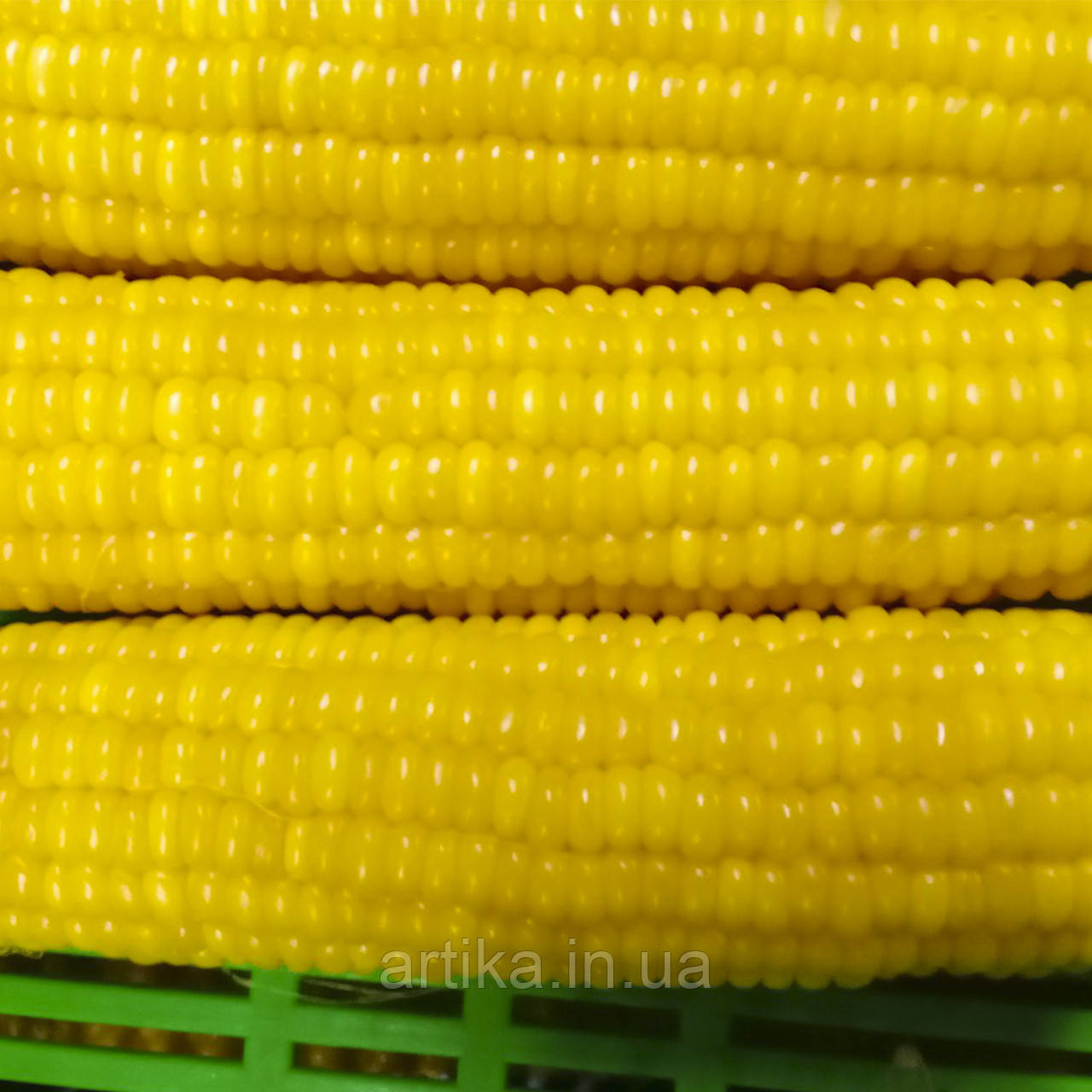 Кукуруза в початках быстрозамороженная - фото 4 - id-p1248655380
