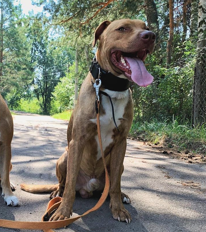 Широкий шкіряний нашийник "Lockdog" ширина 7 см