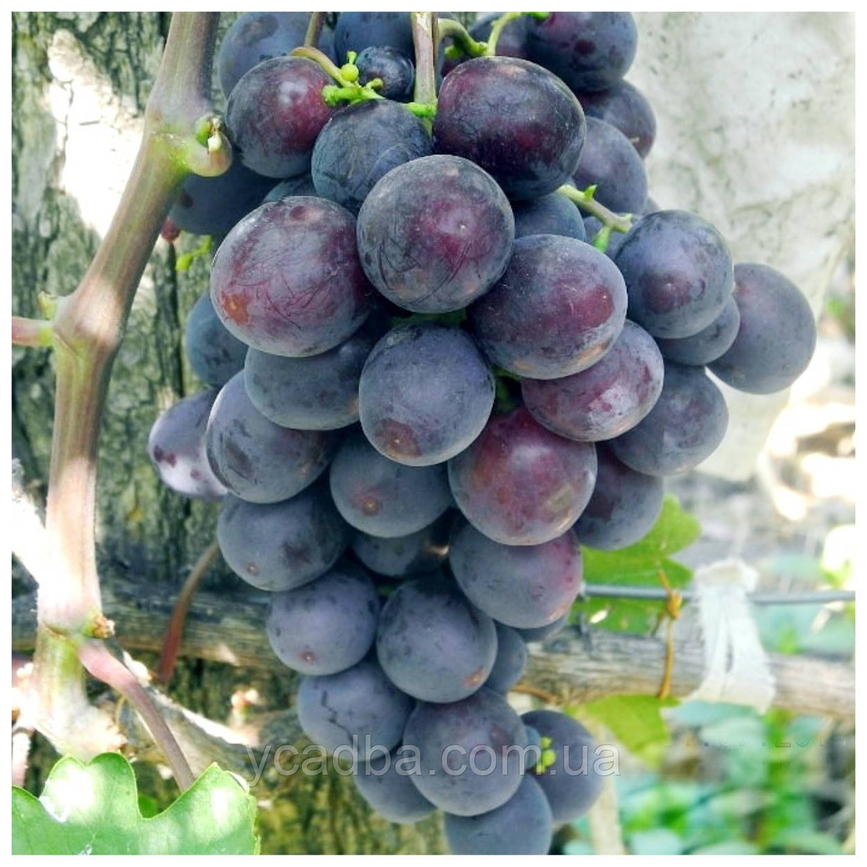 Виноград Тюльпан (зкс), фото 1
