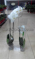 Королівська орхідея Біла 1-4 гілки