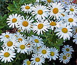 Деревоподібна ромашка.
Маргаритка сорт "Montauk Daisy"., фото 5