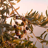 Оливкова олія - Olearia del Chianti