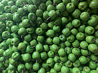 Муляж зеленого яблука, штучний фрукт яблуко зелене, фото 6