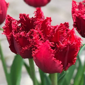 Тюльпан Valerij Gergiev (Валерій Гергієв) оторочений 3 цибулини, фото 1