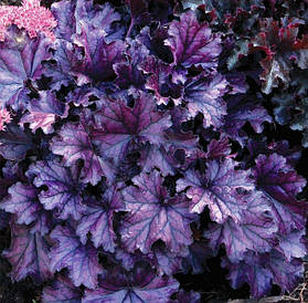 Гейхера Rex Purple 1 рік, Гейхера Рекс Пурпл, Heuchera Rex Purple