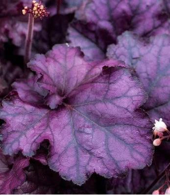 Гейхера Rex Purple 1 рік, Гейхера Рекс Пурпл, Heuchera Rex Purple, фото 3