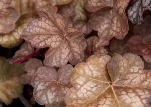 Гейхера Brown Sugar 1 рік, Гейхера Бровн Сугар, Heuchera Brown Sugar
