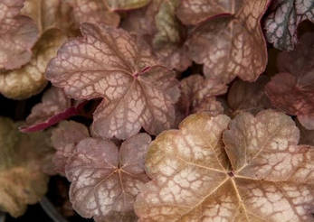 Гейхера Brown Sugar 1 рік, Гейхера Бровн Сугар, Heuchera Brown Sugar, фото 1