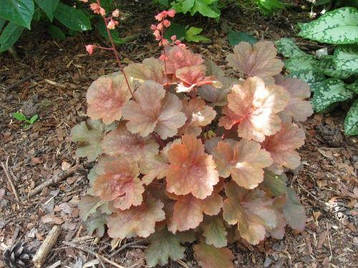 Гейхера Brown Sugar 1 рік, Гейхера Бровн Сугар, Heuchera Brown Sugar, фото 2