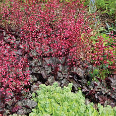 Гейхера Glitter 1 рік, Гейхера Гліттер, Heuchera Glitter, фото 3