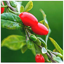 Годжі Алого 1 рік