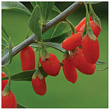 Годжі Корнан Біг 2 роки