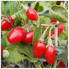 Годжі Світ Лайфберрі 2 роки