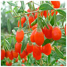 Годжі Цукровий гігант 2 роки