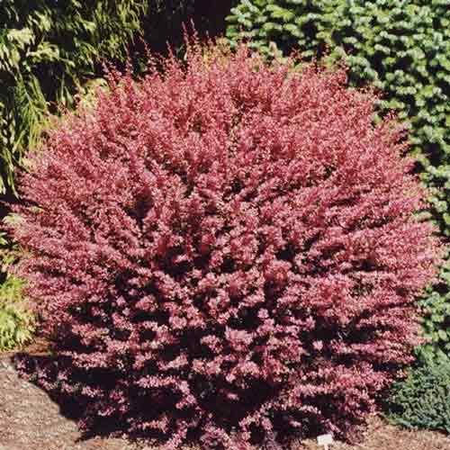 Интернетте қабырға арқылы дәретхана порно