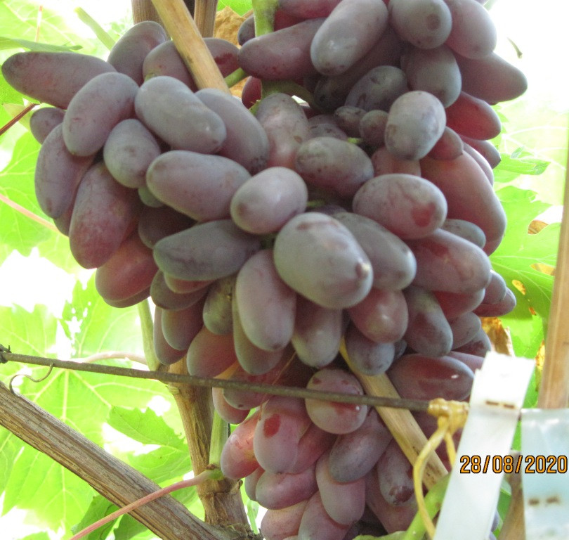 Саджанці винограду Карнавал