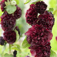 Мальва махрова Бордо (насіння 20 шт).