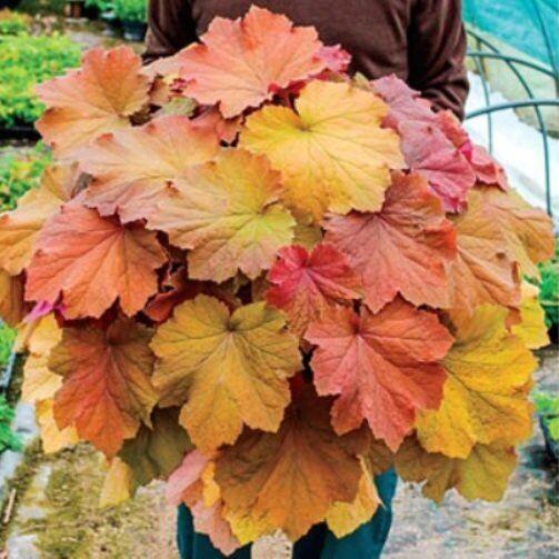 Гейхера Mega Caramel 1 рік, Гейхера Мега Карамель, Heuchera Mega Caramel