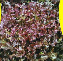 Салат "Американський коричневий" насіння 0,3 г