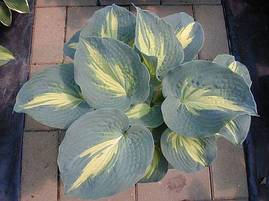 Хоста Dream Queen 1 рік, Хоста Дрім Квін, Hosta Dream Queen, фото 2