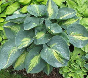 Хоста Dream Queen 1 рік, Хоста Дрім Квін, Hosta Dream Queen