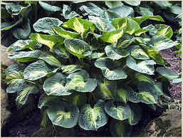 Хоста Dream Queen 1 рік, Хоста Дрім Квін, Hosta Dream Queen, фото 4