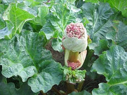 Ревінь (Rheum rhabarbarum)(насіння 0,5 г) (30-35 шт. насіння)